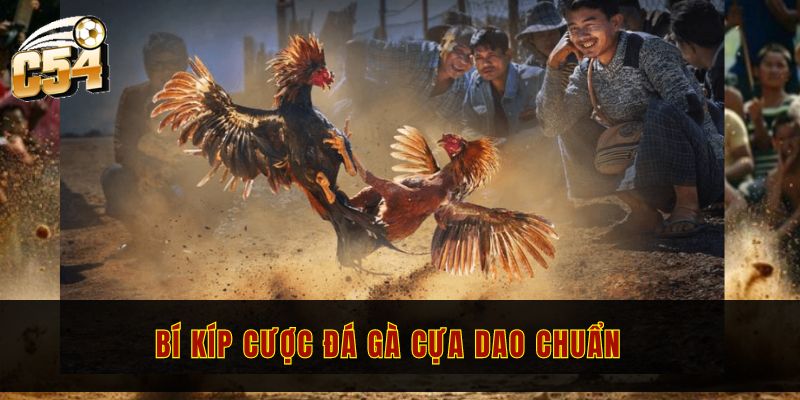 Đá gà cựa dao C54 - Hòa mình vào trận đấu kịch tính 4 Bí kíp cược đá gà cựa dao chuẩn
